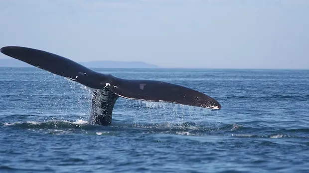Canada Launches Five-Year Plan to Protect Endangered Right Whales from Fishing Gear Canada Launches Five-Year Plan to Protect Endangered Right Whales from Fishing Gear