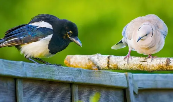 Morning Task Stops Magpies and Pigeons from Bird Feeders Morning Task Stops Magpies and Pigeons from Bird Feeders