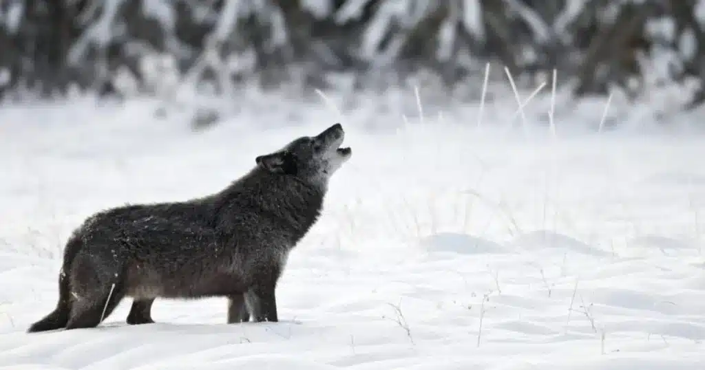 Wolf-Dog Calia Euthanized: BC SPCA Targets Cross-Breeding Risks