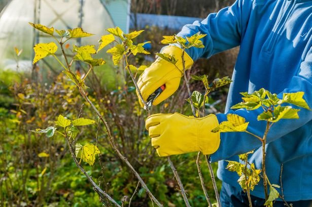 Prune These 3 Plants in February for Abundant Summer Flowers Prune These 3 Plants in February for Abundant Summer Flowers
