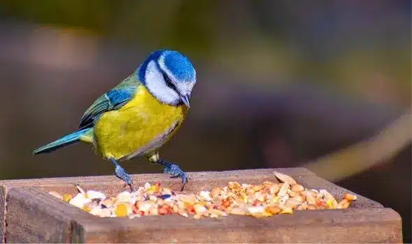 Gardeners Urged to Add Crushed Eggshells to Bird Tables in March Gardeners Urged to Add Crushed Eggshells to Bird Tables in March