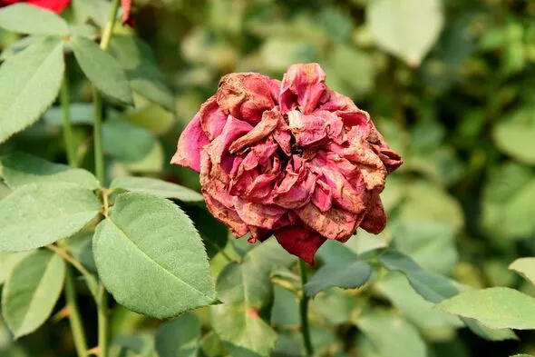 5 Steps to Prevent Tulip Fire Destroying Spring Gardens 5 Steps to Prevent Tulip Fire Destroying Spring Gardens