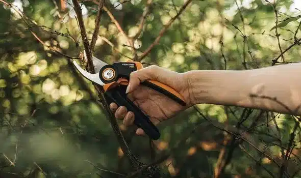 £27 Fiskars Secateurs Perfect for Weak Hands on Woody Stems £27 Fiskars Secateurs Perfect for Weak Hands on Woody Stems
