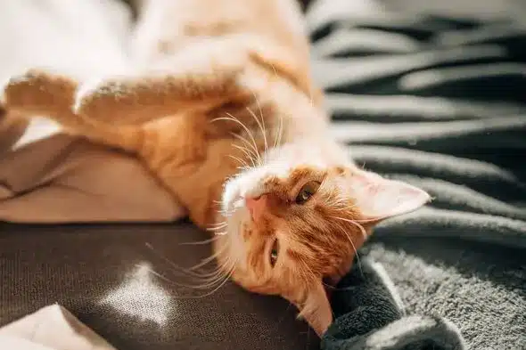 Kitten’s Pillow Habit Disrupts Owner’s Sleep: Training Tips Sought Kitten’s Pillow Habit Disrupts Owner’s Sleep: Training Tips Sought
