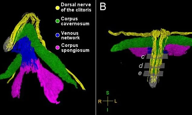 First Clitoris Map Reveals Complex Nerves and Heightened Sensitivity First Clitoris Map Reveals Complex Nerves and Heightened Sensitivity