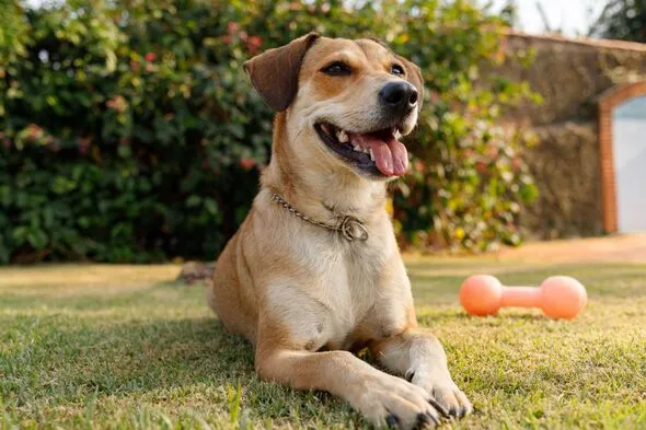 Vet’s Top 10 Healthiest Dog Breeds with Fewest Health Issues Vet’s Top 10 Healthiest Dog Breeds with Fewest Health Issues