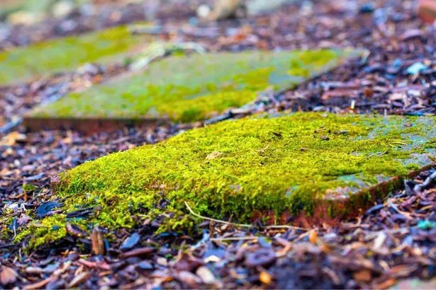 Clear Patio Moss Easily with 60p Washing-Up Liquid Method Clear Patio Moss Easily with 60p Washing-Up Liquid Method