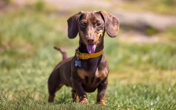 Dachshund Truffle’s Joyful Reaction to ‘Go’ Melts Hearts Online Dachshund Truffle’s Joyful Reaction to ‘Go’ Melts Hearts Online
