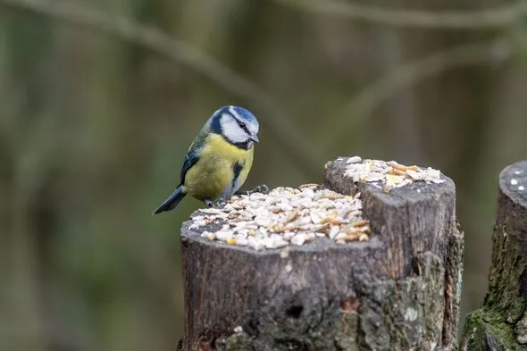 3 April Gardening Tasks to Protect Birds from Disease Decline 3 April Gardening Tasks to Protect Birds from Disease Decline