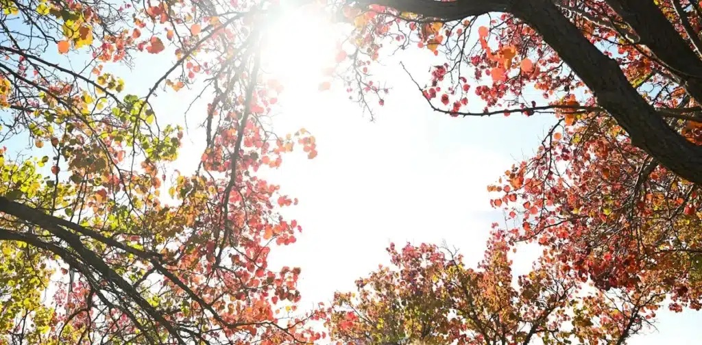 Australia’s Record Hot, Dry Autumn: Causes and Winter Forecast