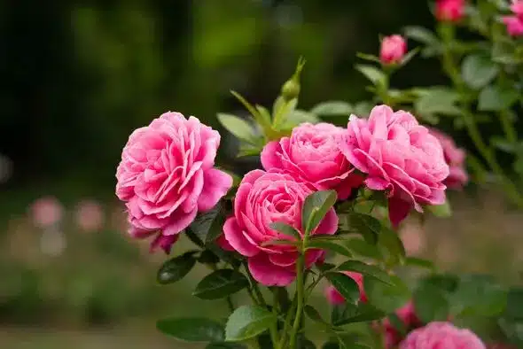 Extend Rose Blooms: The May Gardening Task for Summer-Long Flowers Extend Rose Blooms: The May Gardening Task for Summer-Long Flowers