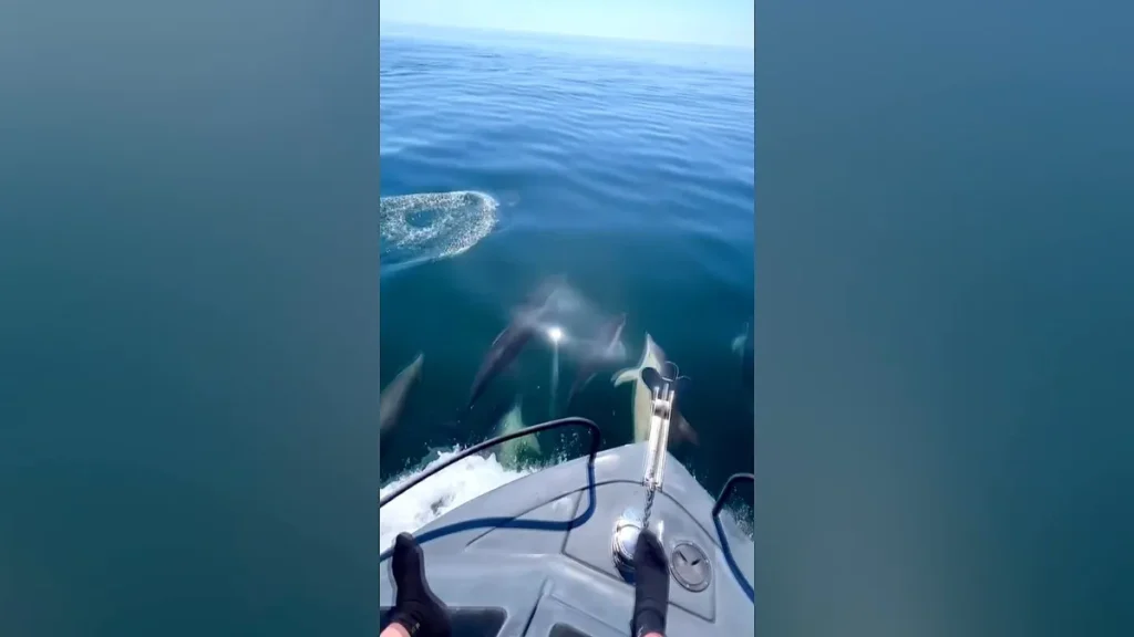 Dolphin Pod Surprises Angler Off Welsh Coast Dolphin Pod Surprises Angler Off Welsh Coast
