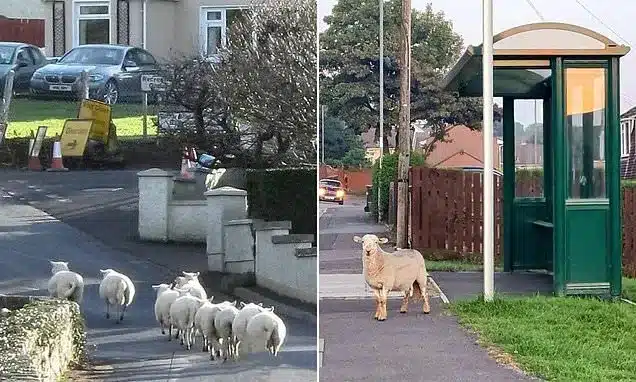 Shepherd Sought as Rogue Sheep Disrupt Welsh Town Shepherd Sought as Rogue Sheep Disrupt Welsh Town
