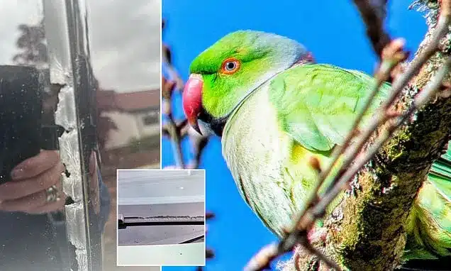 Escaped Parrot Wreaks Havoc on Scottish Neighborhood for a Year Escaped Parrot Wreaks Havoc on Scottish Neighborhood for a Year