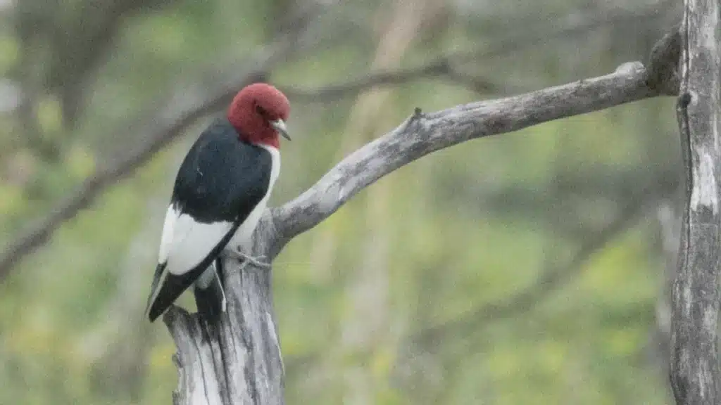 Rare Red-Headed Woodpecker Draws Crowds to Calgary Sanctuary Rare Red-Headed Woodpecker Draws Crowds to Calgary Sanctuary