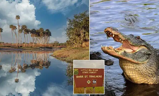 Woman Dies After Severe Alligator Attack in Florida River Woman Dies After Severe Alligator Attack in Florida River