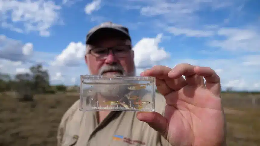 Australia’s Tiny Desert Fish Faces Extinction Threat Australia’s Tiny Desert Fish Faces Extinction Threat