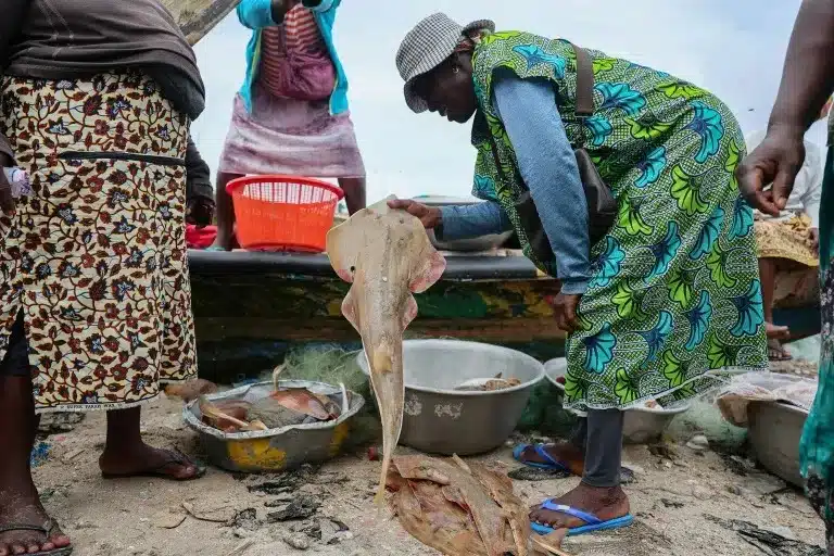 Ghana’s Guitarfish Crisis: One Man’s Fight to Save Endangered Marine Life Ghana’s Guitarfish Crisis: One Man’s Fight to Save Endangered Marine Life