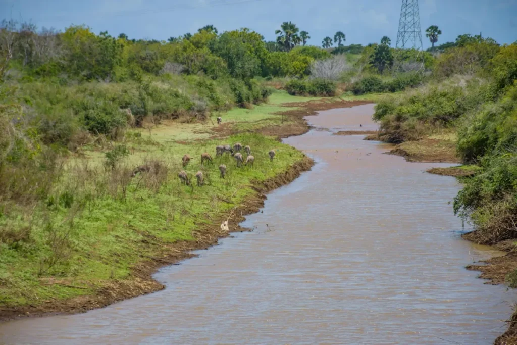 Hippo Attack Claims Toddler’s Life, Leaves Student Missing in Kenya