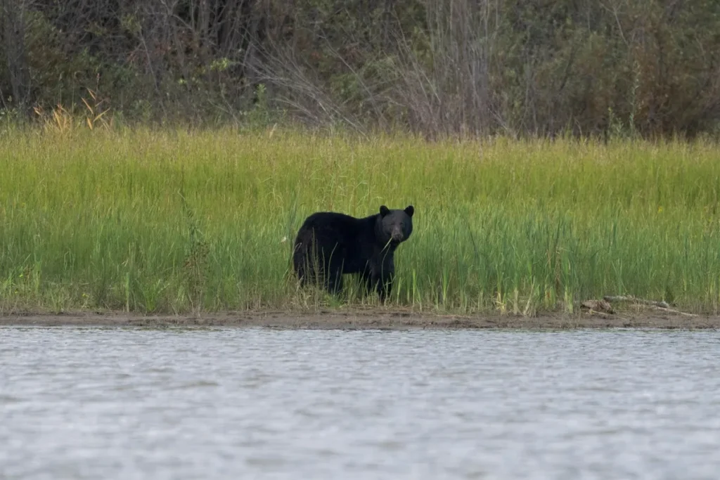 Bear Shot by RCMP Confirmed to Have Mauled Maple Ridge Child