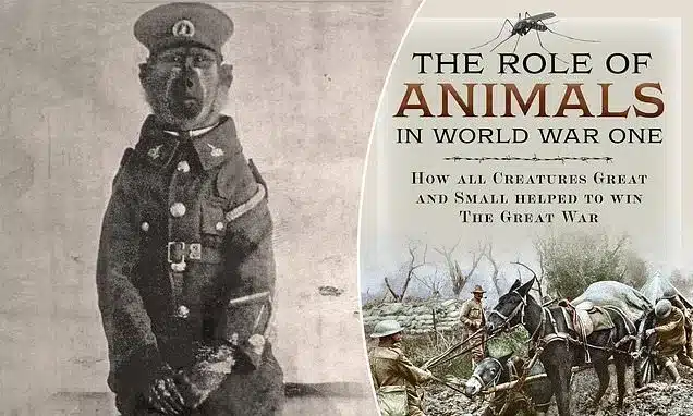 WWI’s Unsung Heroes: Animals Who Served and Survived the Great War WWI’s Unsung Heroes: Animals Who Served and Survived the Great War