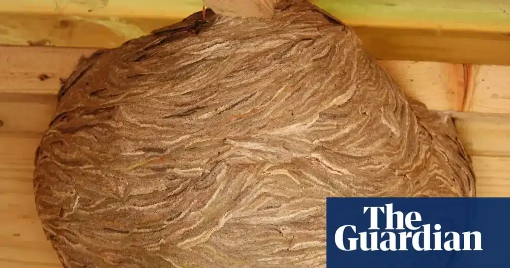 Wasps’ Nest: A Football-Sized Masterpiece of Nature’s Architecture