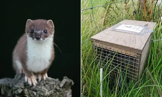 Elusive Stoat Evades £150,000 Hunt on Remote Scottish Island Elusive Stoat Evades £150,000 Hunt on Remote Scottish Island